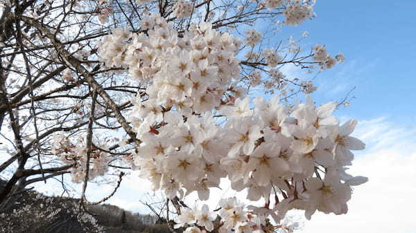 【連載】ドライブで楽しむおすすめの旅 ～季節の花々で岩手の春を満喫しよう～