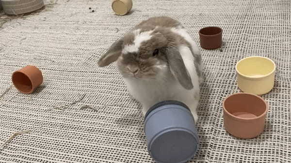 ウサギは容器に隠されたおやつを食べたい！！その気持ちがよく伝わってくる容器のふっとばしっぷりです！！