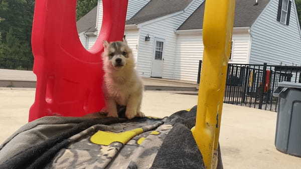 すべり台の上のハスキー犬の赤ちゃん。飼い主さんに反応したので滑ってくるのかと思いきや・・！！【アメリカ・動画】