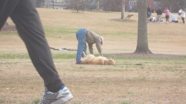 「いやだ～！帰りたくないよ～」公園で駄々をこねる犬が微笑ましい
