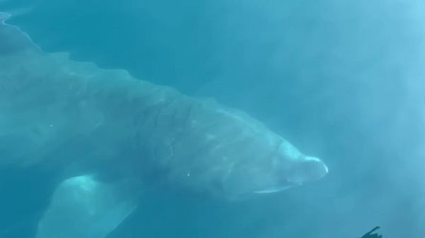 釣りに出たボートの向かいから何かが接近してきている！それは『あの海洋生物』だったのです！！