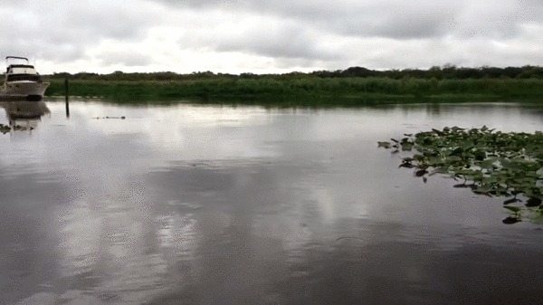 【衝撃映像】川の中にはいったい何が！？得体の知れない何かがうごめく恐怖の川！！