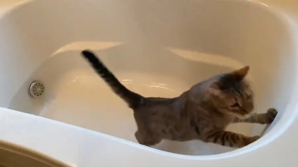 濡れてもへっちゃらニャ　シャワーが好きすぎる猫が浴槽で大はしゃぎ