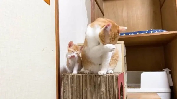 まるで本当の親子　先住猫と新入り猫のシンクログルーミング