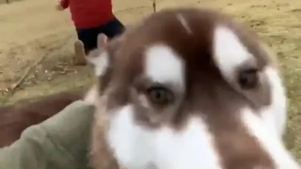 気まぐれなハスキー犬　両手を広げた飼い主スルー