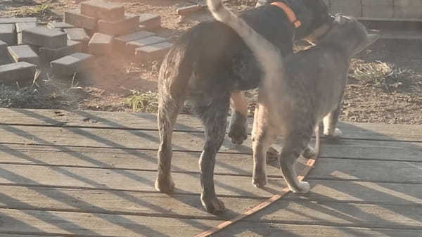 ミニチュアブルーヒーラーの子犬と親友の野良猫。早朝に挨拶をしに来ると、さっそく身を寄せ合い仲良く過ごしていました【アメリカ・動画】