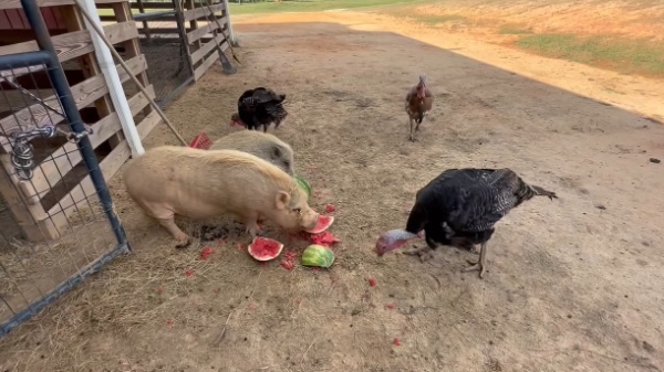 全力で走ってくる七面鳥たち。この子達の狙いは・・、大好きな『ある食べ物』です！！【アメリカ・動画】