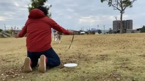 気まぐれなハスキー犬　両手を広げた飼い主スルー