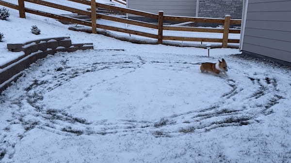 あの童謡の通り！？雪に喜ぶコーギーがひたすら庭をグルグルと駆け回っています！！【アメリカ・動画】