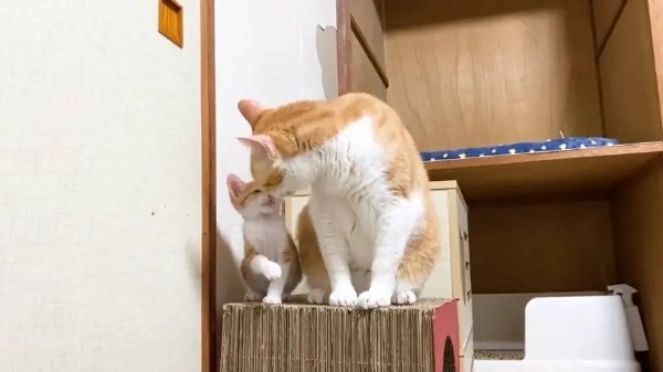 まるで本当の親子　先住猫と新入り猫のシンクログルーミング