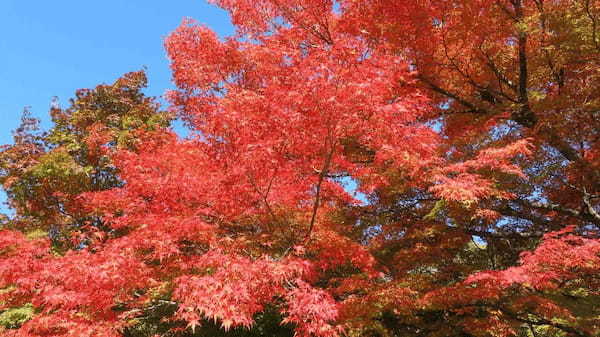 【連載】ドライブで楽しむおすすめの旅 ～茨城の秋は紅葉三昧で決まり～