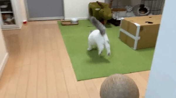 隠れていた飼い主にびっくりした子猫　渾身のやんのかステップで対抗