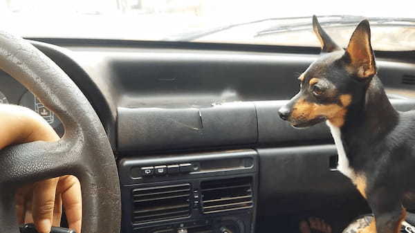 ドライブ中に飼い主さんの手の動きを気にしているミニピン。飼い主さんがある操作をしてみせると・・、大興奮！！【海外・動画】