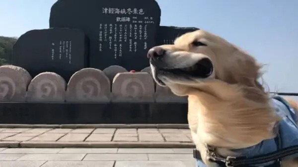 ああ津軽海峡イヌ景色　強風に吹かれて変顔になってしまったワンちゃん