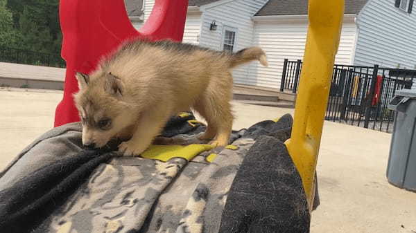 すべり台の上のハスキー犬の赤ちゃん。飼い主さんに反応したので滑ってくるのかと思いきや・・！！【アメリカ・動画】