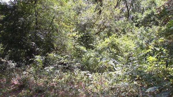 【迷彩服を捜せ！】迷彩服の実力をご覧あれ！迷彩服の男を捜せ！全15問！あなたは見つけられるかな？