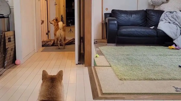 飼い主さんが消えた！？消失マジックでパニックになる柴犬さん