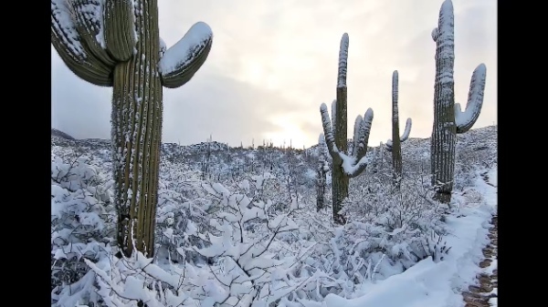 アリゾナ州の砂漠に降った雪。なんとサボテンに雪が積もっています！！【アメリカ・動画】