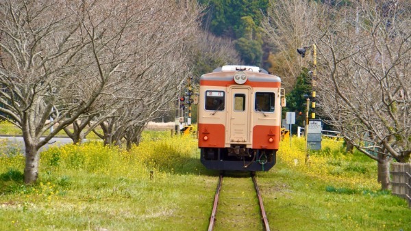 【連載】旅行好きと行く！菜の花の絨毯が広がるローカル線いすみ鉄道の旅