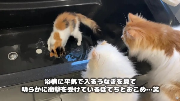 もうお風呂のとりこ？　自分から入浴をおねだりする子猫