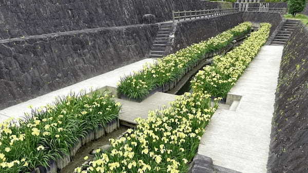 【熊本・玉名市】花しょうぶまつりと高瀬裏川界隈を散策して初夏を満喫してきたよ。