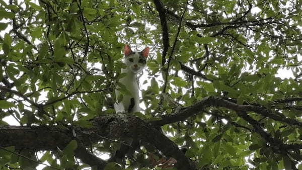 木の上に子猫を発見！！降りられないのか困ったように見つめてきますが・・、木の上で大冒険を楽しんでる？【海外・動画】