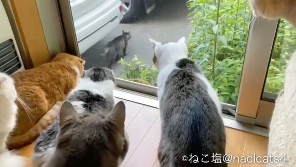 窓の外には何が？家の猫さん全員集合でニャルソック