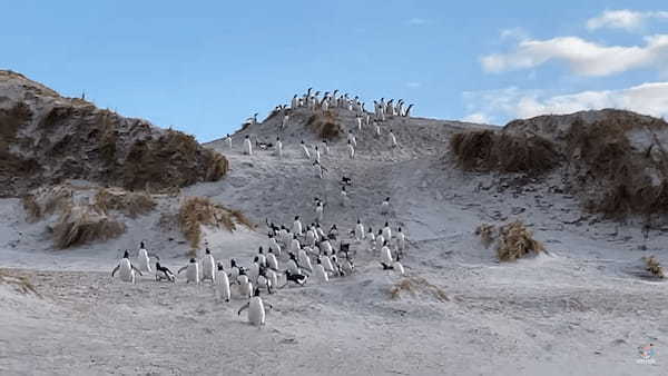 砂丘を必死に駆け下りるペンギンたちの群れがかわいすぎる！