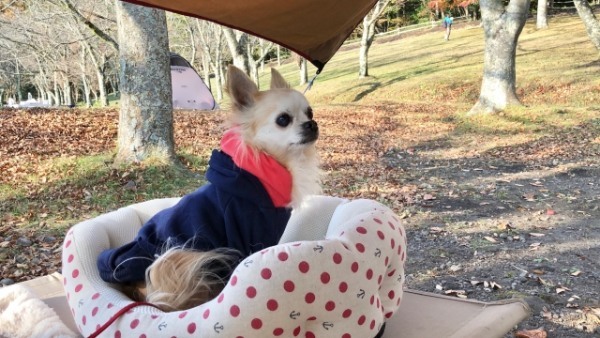 徳島県で愛犬とおでかけ！気軽に立ち寄れるカフェやペットと泊まれる宿を愛犬家目線でピックアップ