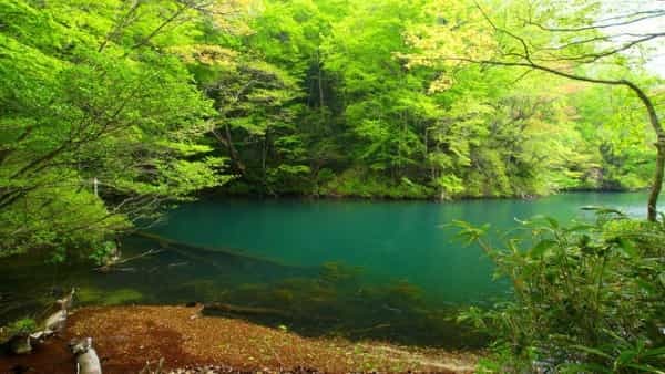 青森県と秋田県にまたがる世界遺産「白神山地」の十二湖散策コースをご紹介！