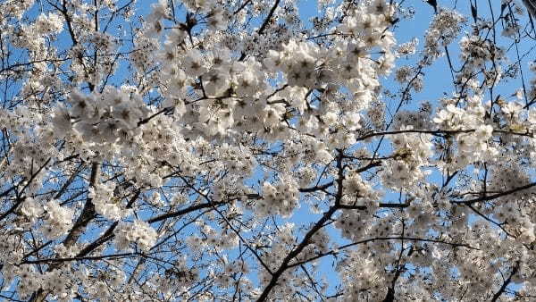 春の醍醐味！ 花見酒が100倍楽しめる「お花見キャンプ」のすすめ