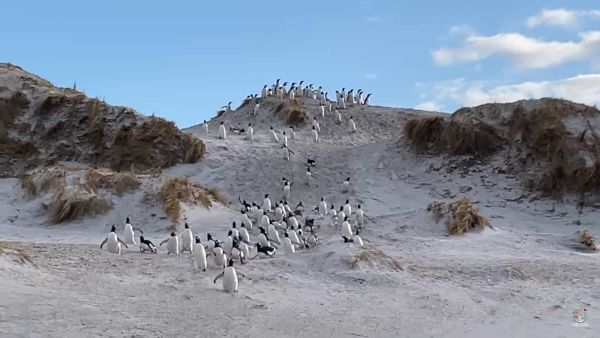 トテトテコテットテトテ。砂丘を駆け下りてくるペンギンたちがかわいいと思っていたら、実は大変な事態が迫っていました！！