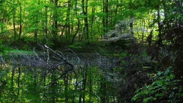 青森県と秋田県にまたがる世界遺産「白神山地」の十二湖散策コースをご紹介！