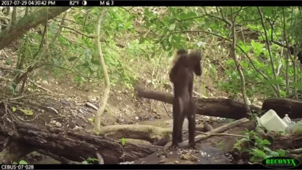 野生の猿が石を道具として利用しし食べ物を砕く様子が目撃された！