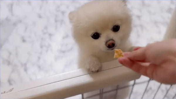 いいなぁ〜　飼い主のおやつを羨ましがるポメラニアン