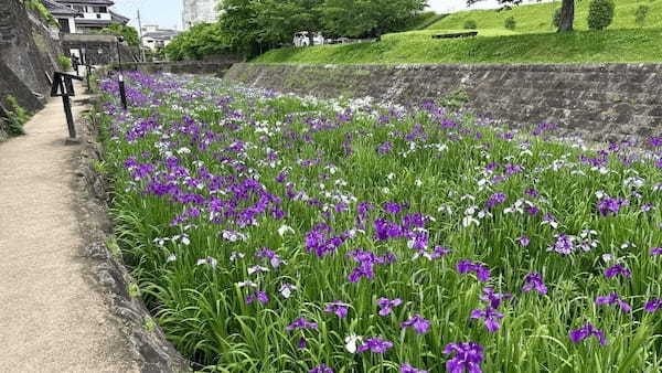 【熊本・玉名市】花しょうぶまつりと高瀬裏川界隈を散策して初夏を満喫してきたよ。