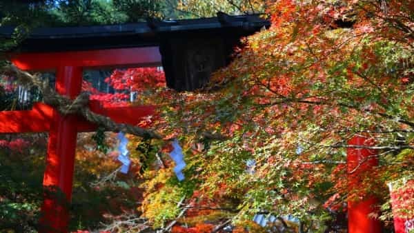 全国の美しいコスモス畑24選|東北から九州まで各地の名所をピックアップ【2022年】