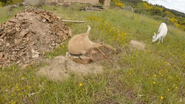 地面にできたくぼみや溝で頭をカキカキするヤギ。ところが夢中になって掻きすぎると、トンデモナイ目に遭うこともあるみたい【海外・動画】