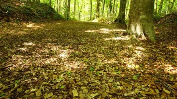 青森県と秋田県にまたがる世界遺産「白神山地」の十二湖散策コースをご紹介！