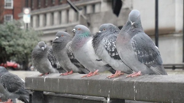 人間社会の「異変」に戸惑う動物たち