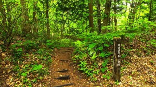 青森県と秋田県にまたがる世界遺産「白神山地」の十二湖散策コースをご紹介！