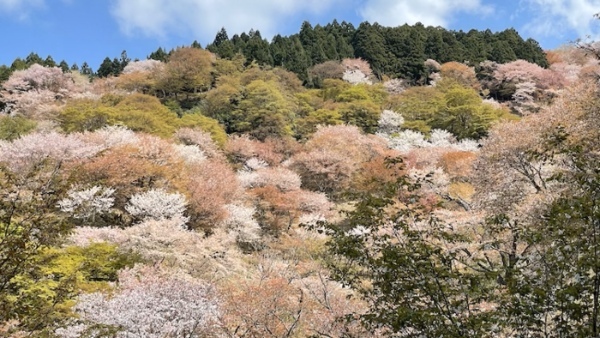 奇跡の光景！吉野山をピンクに染め上げる山桜、来年までに知っておきたい絶景スポット