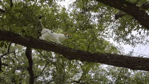 木の上に子猫を発見！！降りられないのか困ったように見つめてきますが・・、木の上で大冒険を楽しんでる？【海外・動画】