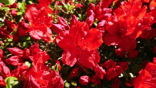 アザレアとはどんな花？その花言葉は浪費家や大酒飲みに贈りたくなるものなのです！！