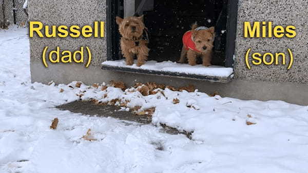 カナダの首都オタワで初雪が！外に遊びに出た愛犬たち父子ですが・・、口元に雪が付いている子は、もしかしてモグモグしてた？【海外・動画】