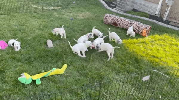 みんなでワチャワチャ！オモチャで遊びたいダルメシアンの子犬たちが取り合い中！だけど、中にはのんびりマイペースに過ごしている子もいました