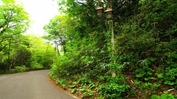 青森県と秋田県にまたがる世界遺産「白神山地」の十二湖散策コースをご紹介！