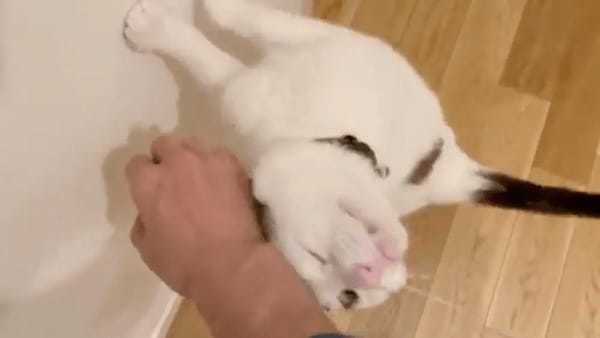 殺処分寸前の保護から2年　ガサガサからプニツヤになった猫の肉球が物語る歴史