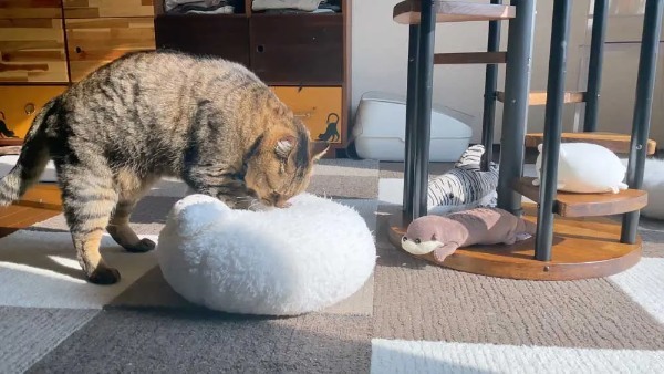 モミモミすると心が安らぐ……クッションを揉む猫さん熟練の手つき