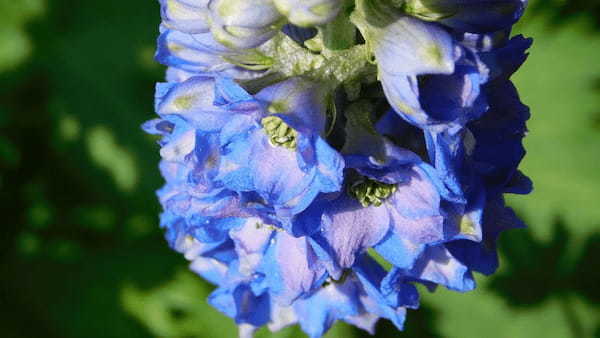 サムシングブルーとしてブーケに使用される「デルフィニウム」、その花言葉は?